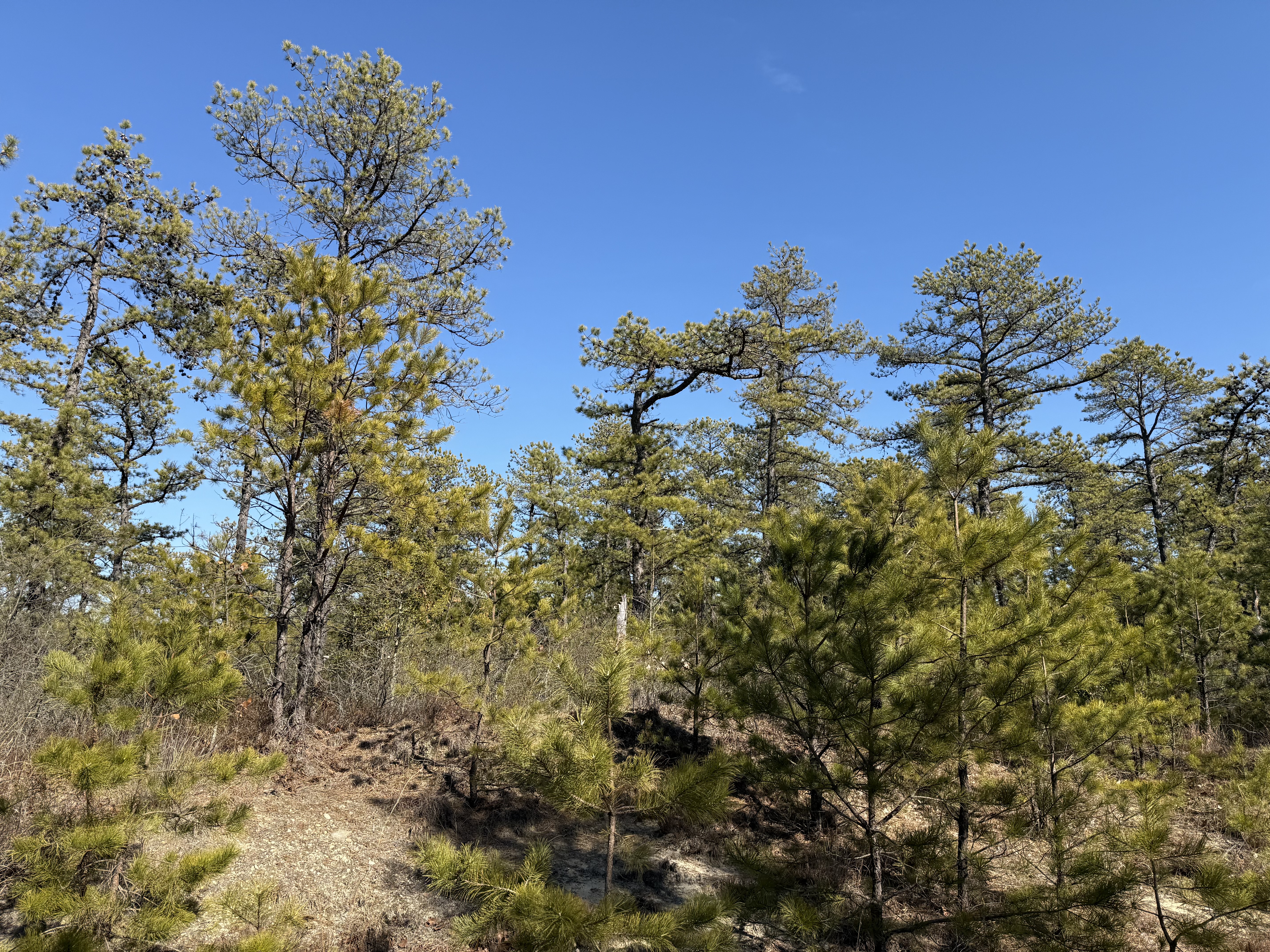 Late-winter view of the New Jersey Pine Barrens near Ocean County Airport in Berkeley Township